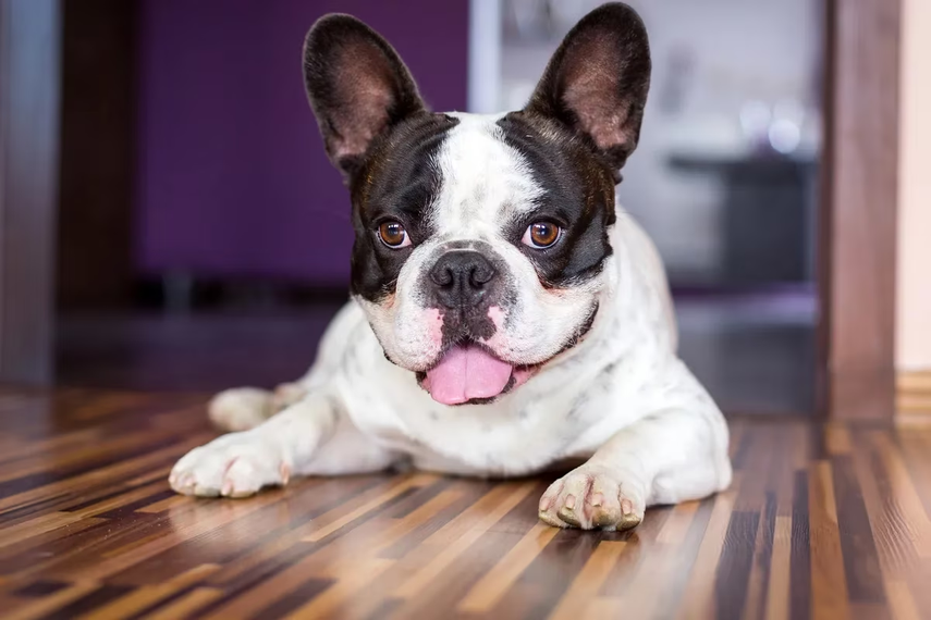 Perra queda preñada aunque tuvo calzoncillos anticonceptivos