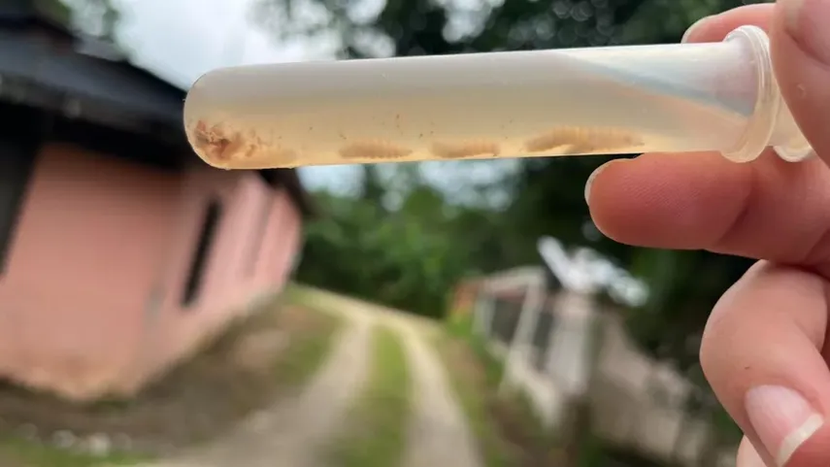 Se elevan a nueve los casos de gusano barrenador en humanos en Panamá.