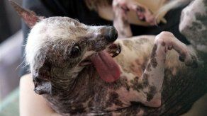 Cáncer mata al perro más feo del mundo