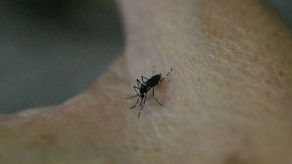 Panamá registra 57 casos de dengue y 42 de zika