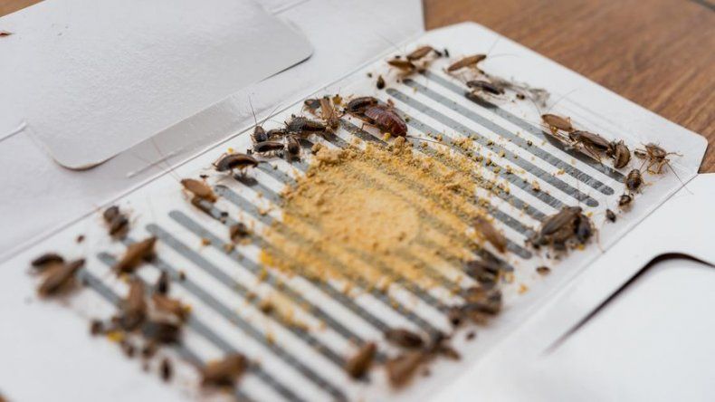 Ahuyenta las cucarachas de forma natural