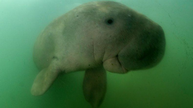Cría huérfana de dugongo se convierte en estrella de los ecologistas
