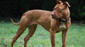 Perro Pitbull atacó y mató a un niño de 5 años