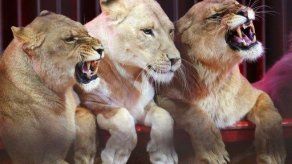 Profesora atacada por león en Perú se recupera en el hospital