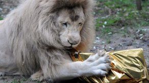 La desaparición de los grandes carnívoros amenaza al ecosistema del planeta