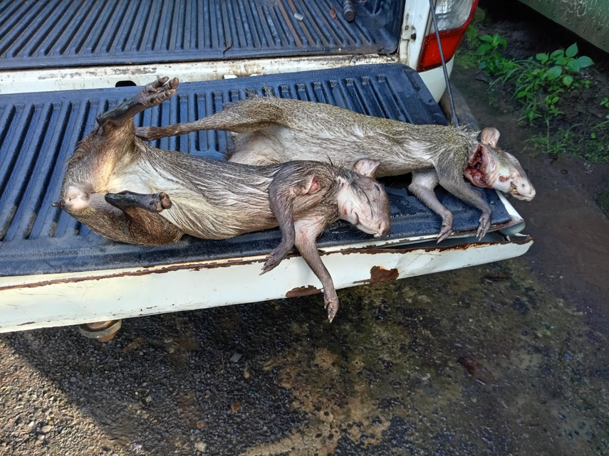 Caza ilegal de fauna silvestre en Panamá Oeste Caza ilegal de fauna silvestre en Panamá Oeste 