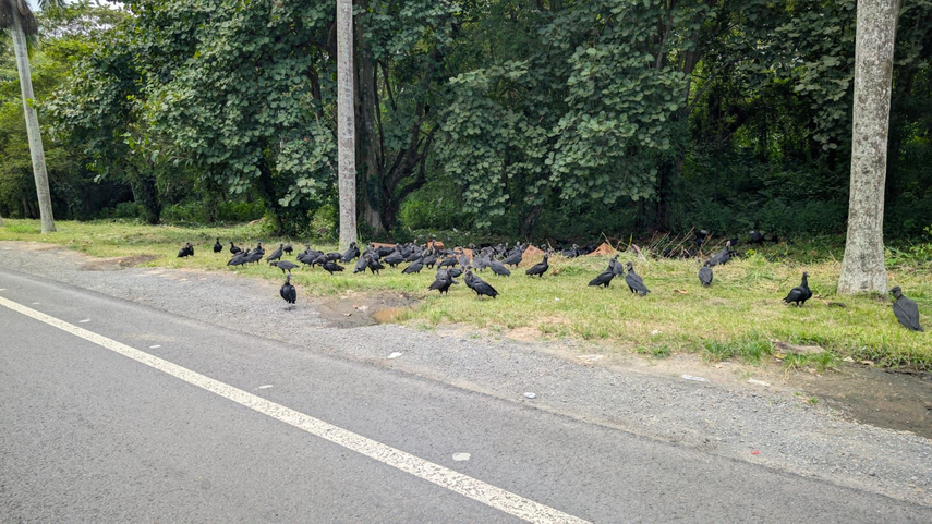 Aeropuerto de Tocumen alerta riesgo de aves rapaces
