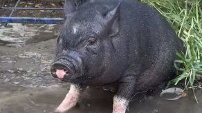 Cerdo vietnamita escapa de casa para ir a escuela en EEUU