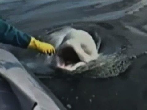 Ballena imitaba la voz humana