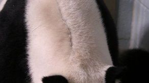 Nacen pandas mellizos en zoológico de Atlanta