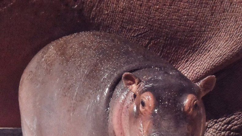 Nace en Rabat el primer hipopótamo concebido en cautividad en Marruecos