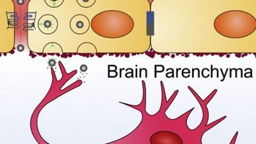 Hallan una nueva forma de transportar eficazmente fármacos al cerebro