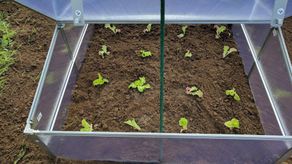 Ideas para una huerta en casa