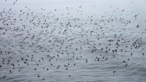 El gobierno peruano afirma que se derramó el equivalente a 11,900 barriles de petróleo, mientras que Repsol indica que fueron casi 10,400.