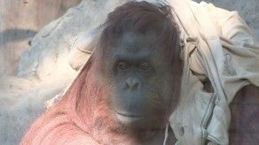 Justicia argentina decide destino de orangután Sandra
