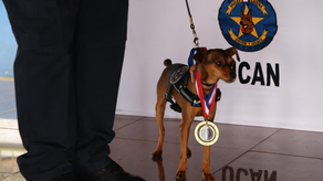 Rinden homenaje a perros policiales por su valentía y servicio en operativos.