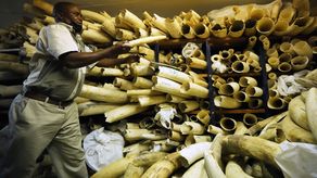 La conferencia de tres días inició el lunes en el Parque Nacional Hwange, el mayor centro de vida silvestre del país, ubicado en el suroeste de Zimbabue.&nbsp;