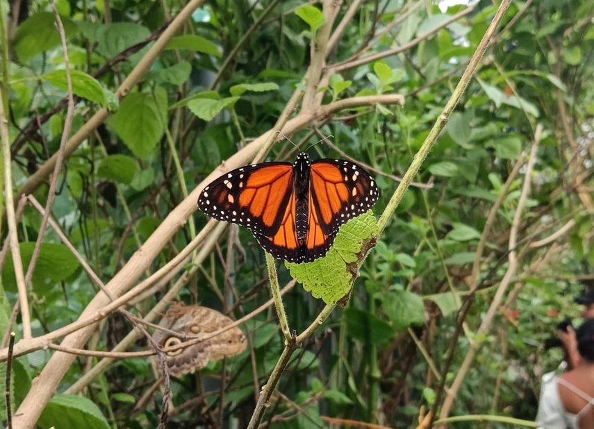 Mariposario del Valle de Antón Mariposario del Valle de Antón