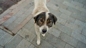 En Panamá miles de perros y gatos son abandonados cada año, o son víctimas de abusos o negligencia.