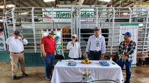 MIDA entrega cinco sementales para mejorar la genética bovina MIDA entrega cinco sementales para mejorar la genética bovina