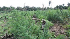 Destruyen 178 hectáreas de cultivos de marihuana tras operativo en Paraguay