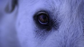 México: Captan a perro paseando con cabeza humana en la boca