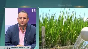 Director del IMA, Nilo Murillo, anuncia la importación 60 mil quintales de arroz de primera