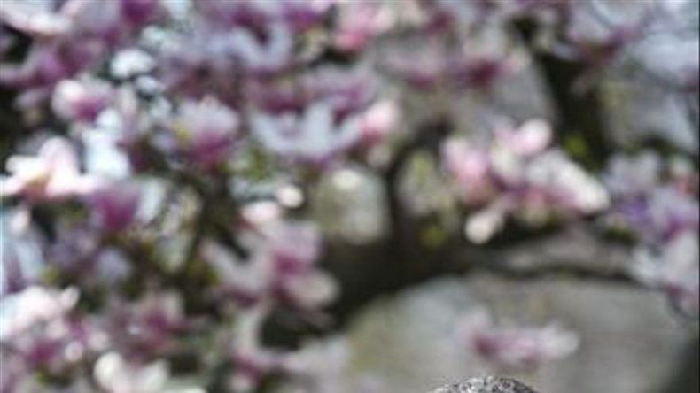 Obama asigna 17.700 mdd a la NASA y fondos para asteroides