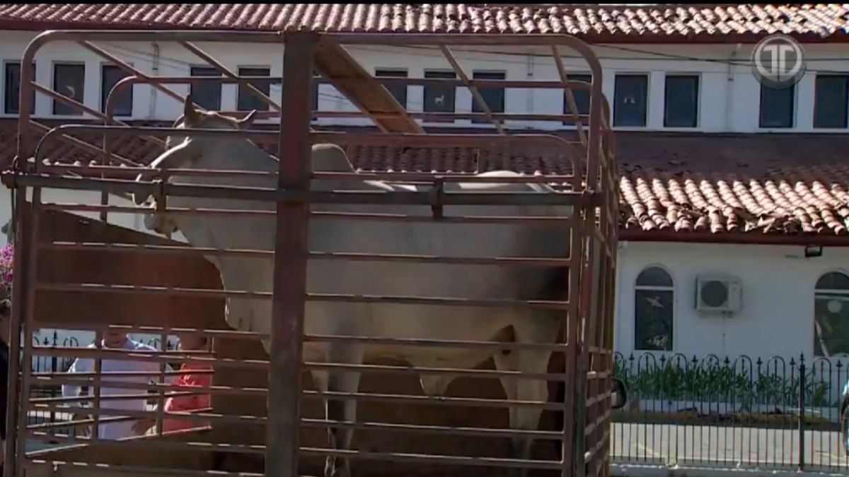 Tómbola de vaca/ Terremoto en Panamá Tómbola de vaca/ Terremoto en Panamá