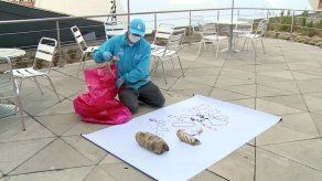 Hallan cientos de partes de animales que eran usadas para brujería en Colombia