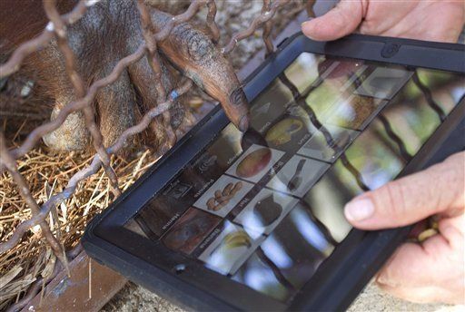 Los orangutanes en Miami usan el iPad para comunicarse