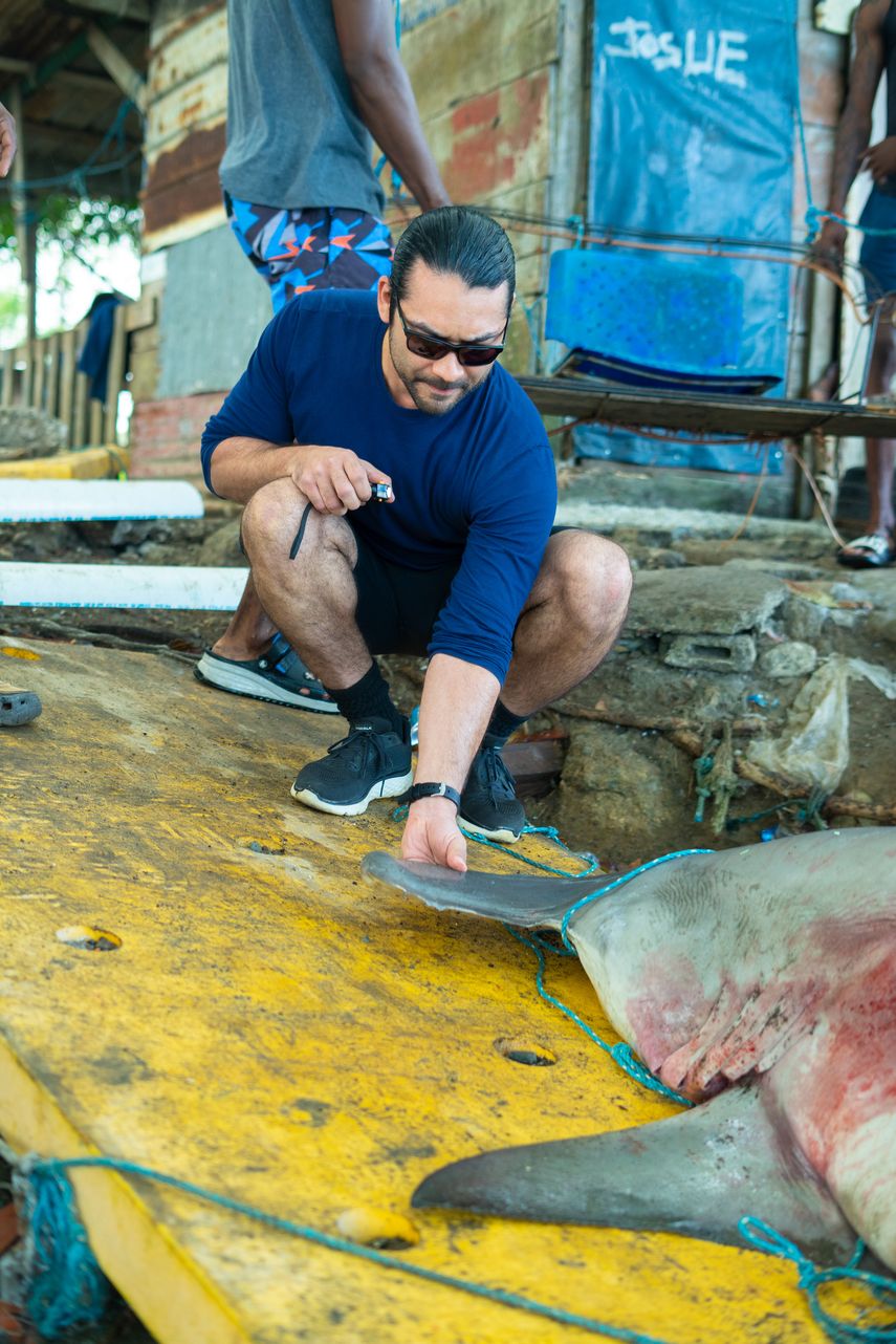 Jorge Morales midiendo un espécimen de tiburón. Jorge Morales midiendo un espécimen de tiburón.