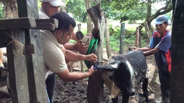 Veterinarios anuncian paro de brazos caídos el lunes 10 de diciembre