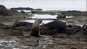Panameños asombrados por león marino en la Bahía de Panamá