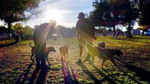 Cómo reducir la posibilidad de ser mordido por un perro