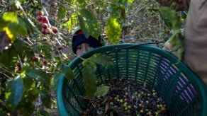 Las exportaciones de café hondureño bajan 41