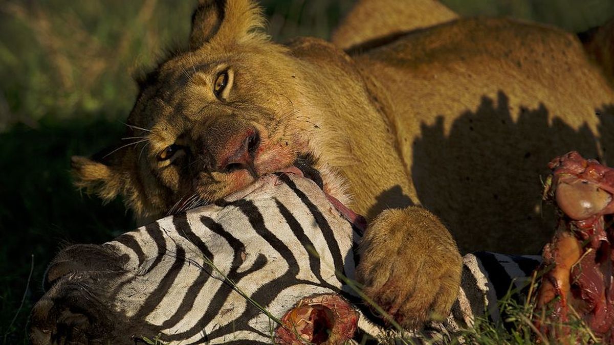 Mueren tres leones envenenados en el parque keniano del Masai Mara