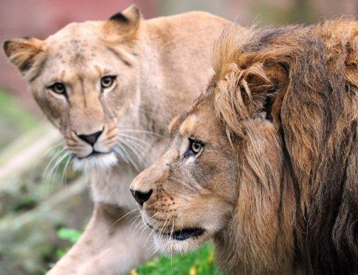 Catorce leones sueltos en Sudáfrica tras escaparse de un parque