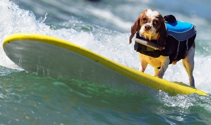 Concurso Anual de Perros Surfistas