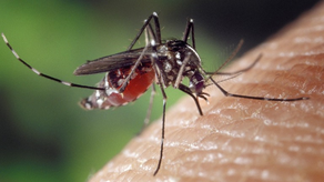 CSS, casos de dengue