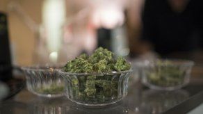 Crece en Uruguay interés por vender y comprar marihuana legal