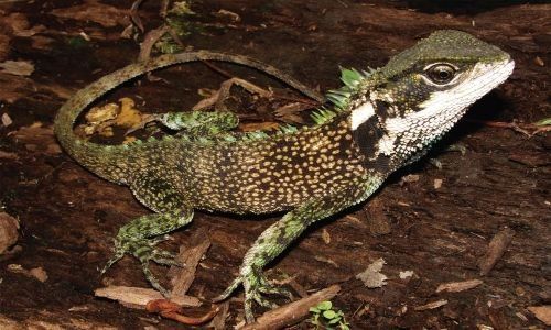 Hallan tres nuevas especies de lagarto en los Andes de Perú y Ecuador
