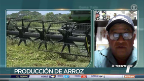 Producción de arroz en riegos.&nbsp;