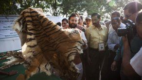 India destruye alijo de trofeos de fauna protegida