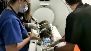 Hospitales Veterinarios Públicos&nbsp;