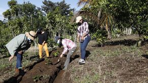 Se espera que los frutos de la primera cosecha se obtengan en un periodo de dos o tres años.