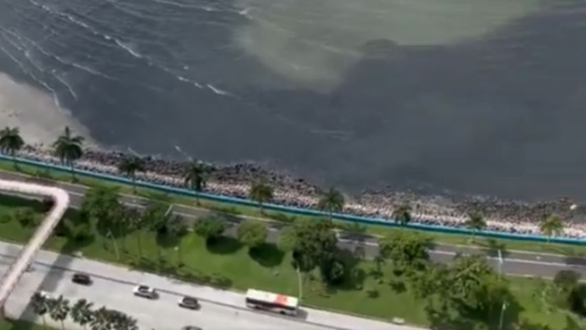 Reportan mancha negra en la bahía de la Cinta Costera