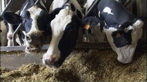 Uruguay desmiente foco de aftosa cerca de Brasil