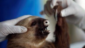 MiAmbiente construirá centro de visitantes para perezosos huérfanos