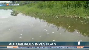 En Veraguas moradores de Calobévora están preocupados ante la mortandad de peces con la que amanecieron